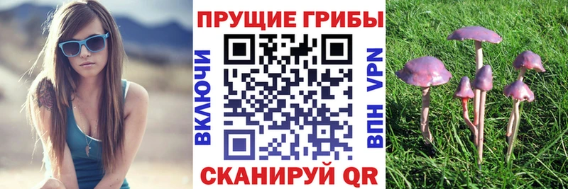 мега ссылки Аксай Галлюциногенные грибы Psilocybe