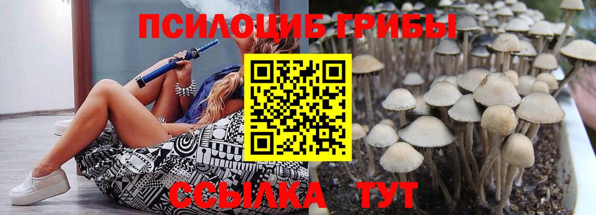 Псилоцибиновые грибы Psilocybine cubensis Аксай